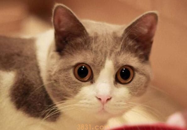 猫不能吃什么水果(图1)