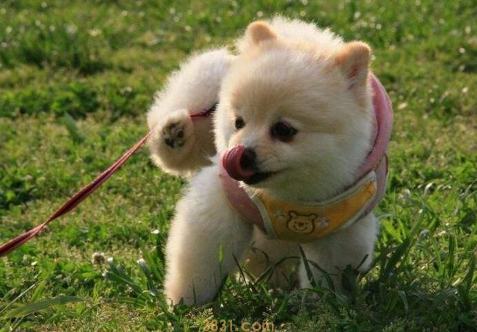 狗生宝宝前的征兆(图3)