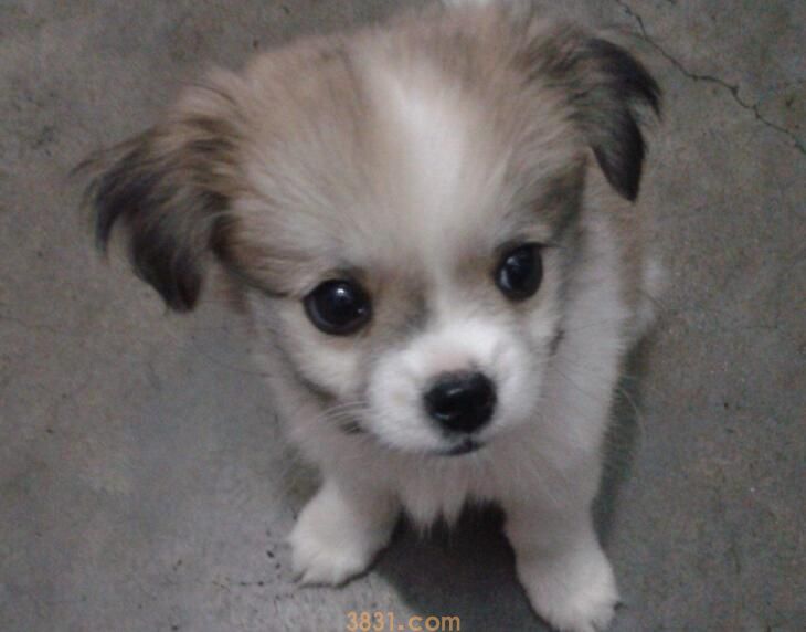 幼犬犬瘟症状前兆(图1)