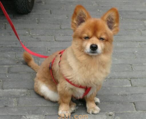 幼犬犬瘟症状前兆(图2)