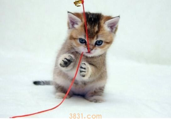 猫saa检测是什么(图1)