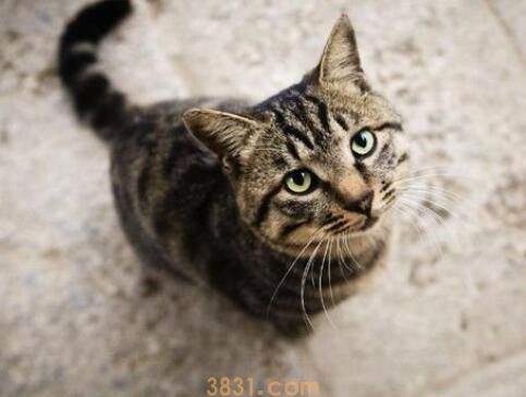 狸花猫多大才认主人(图1)