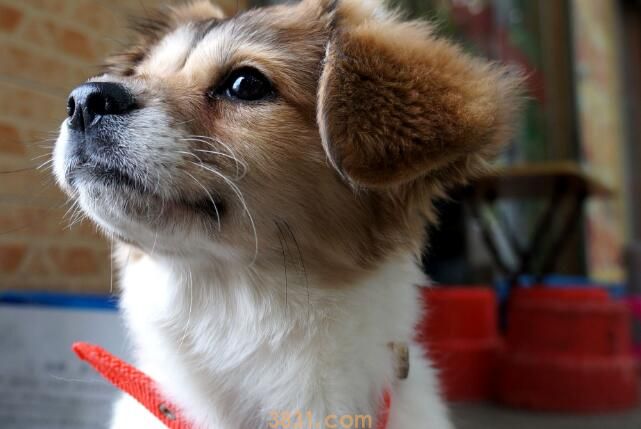 幼犬脐疝要不要揉(图1)