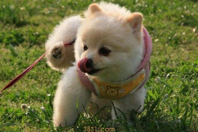 幼犬得细小存活率(图1)