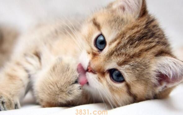 猫一次可以吃多少鸡肝(图1)