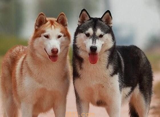 狗狗能吃脆冬枣吗(图1)