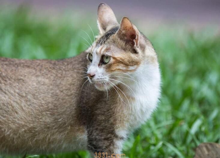 养猫对孩子的影响(图1)