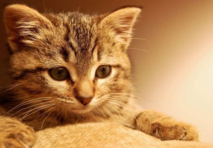 养猫上班要关笼子里吗(图3)