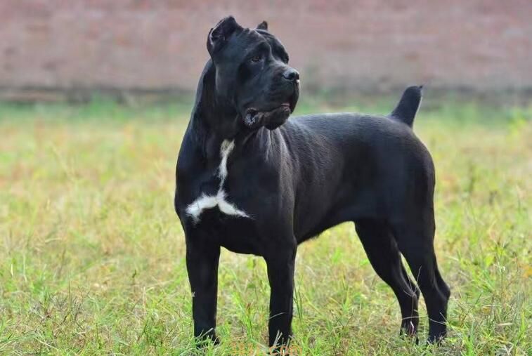 养卡斯罗犬安全吗(图1)