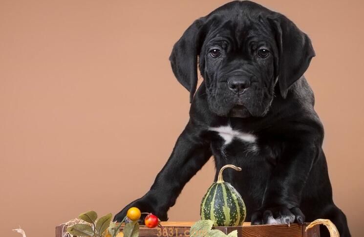 养卡斯罗犬安全吗(图2)