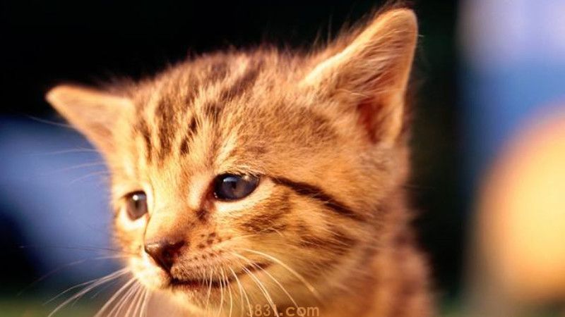 小猫猫藓初期症状(图1)