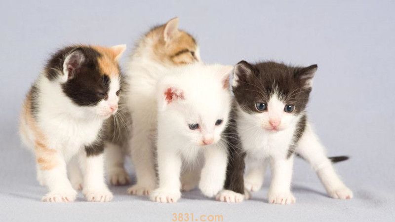 小猫猫藓初期症状(图2)
