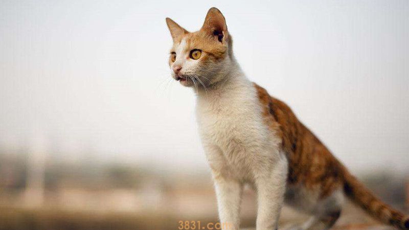 小猫猫瘟初期症状是什么(图1)