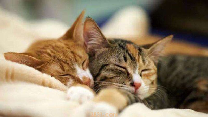 小猫猫藓初期症状(图3)