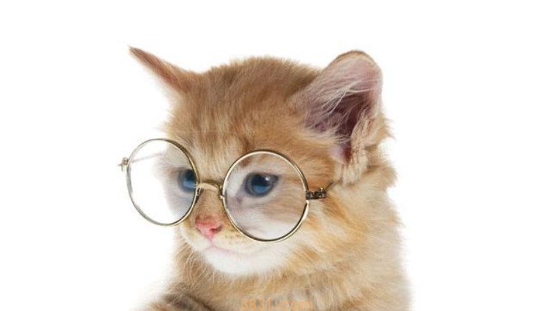 小猫猫瘟初期症状是什么(图2)