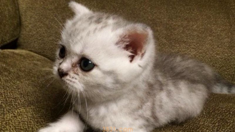 小猫拉血能自愈吗(图1)