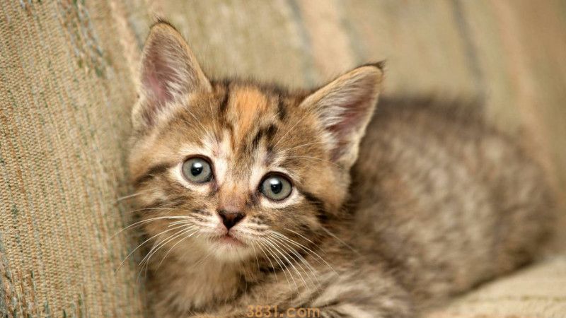 小猫猫瘟初期症状是什么(图3)
