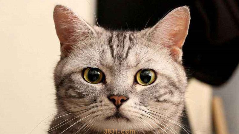 小猫拉血能自愈吗(图2)