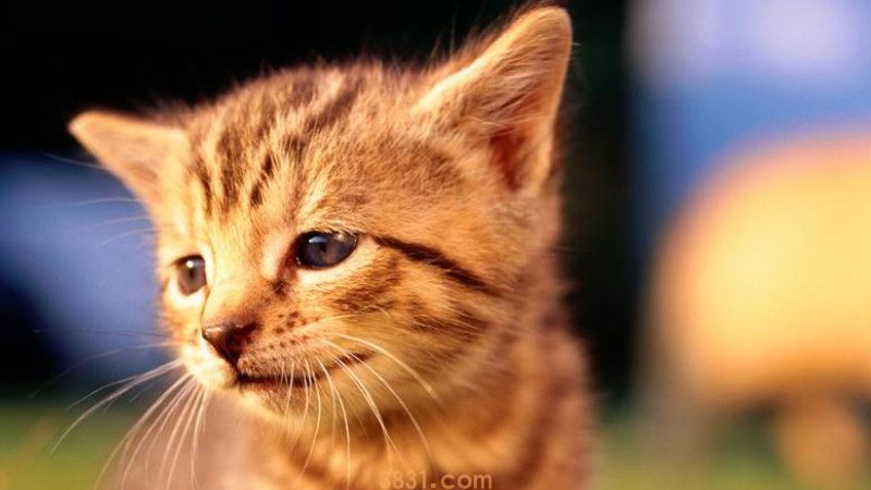 小猫拉血能自愈吗(图3)