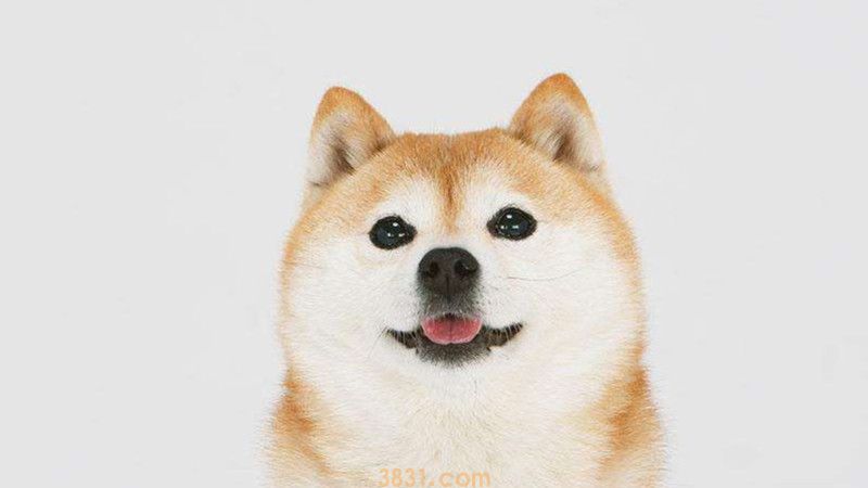 小柴犬生长正常对照表(图1)