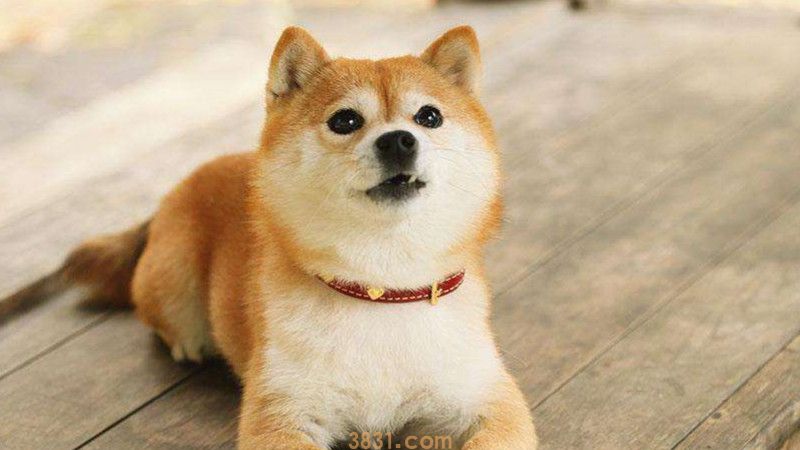小柴犬生长正常对照表(图2)