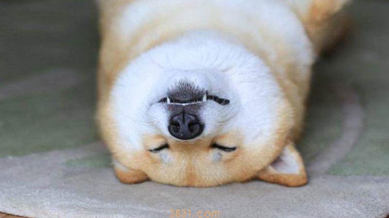 小柴犬生长正常对照表(图3)