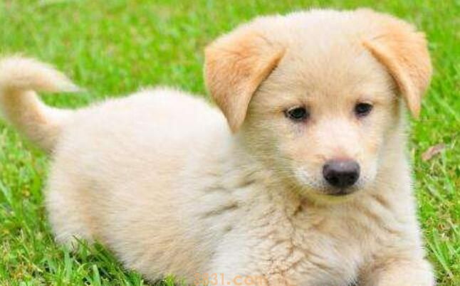 犬窝咳能自愈吗(图1)