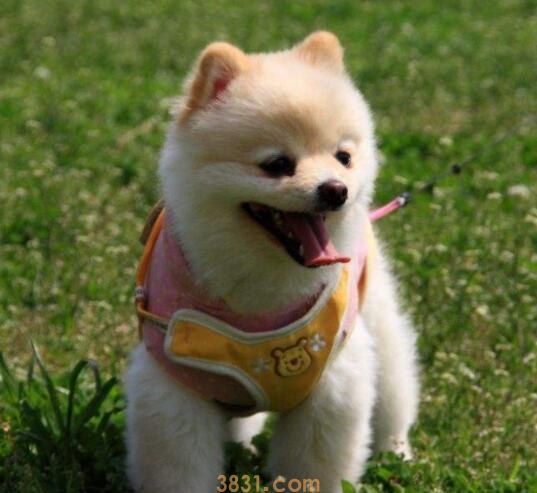 犬科动物锁配的原因(图1)