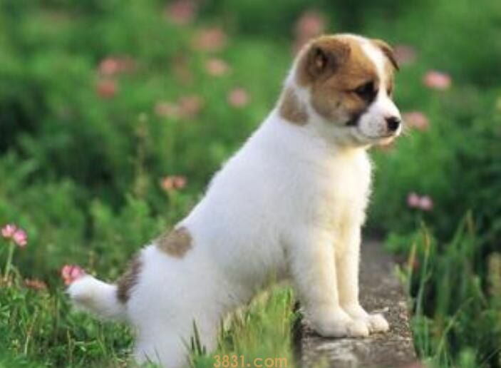 犬交经验介绍(图1)