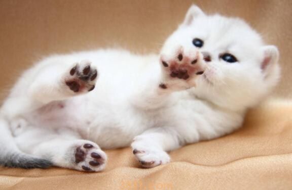 流浪猫把小猫藏在哪里(图1)