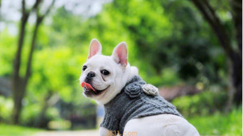 法斗怀孕初期有什么症状(图1)