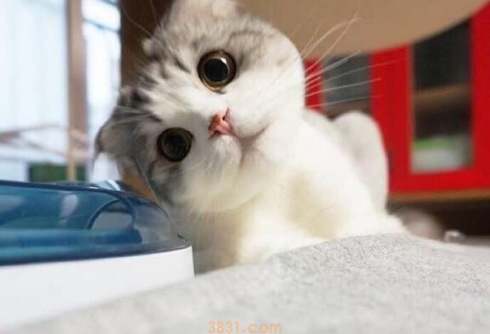 刮梳子猫为什么会呕吐(图1)