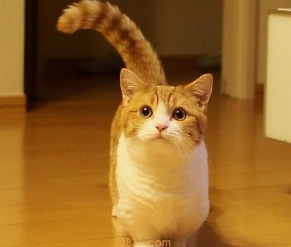 刮梳子猫为什么会呕吐(图2)