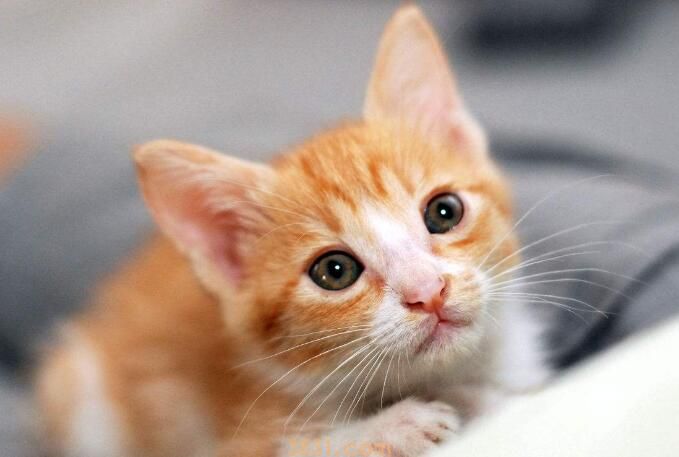 刮梳子猫为什么会呕吐(图3)