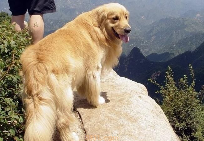 狗涨奶涨得厉害怎么办(图1)