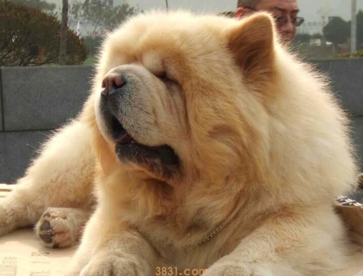 狗牙掉了还能长出来吗(图1)