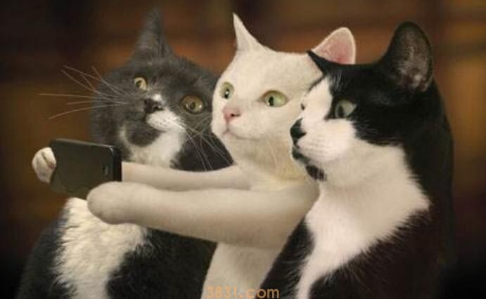 怎么给猫掏耳朵(图1)