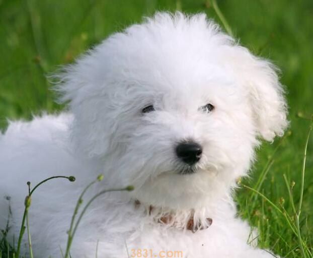 怎么正确的犬交(图1)