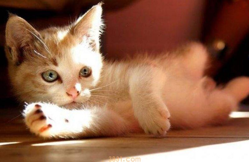 小猫羊奶一次喂几毫升(图1)
