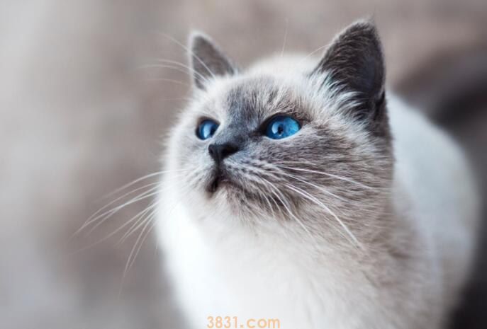 小猫拉肚子吃什么药(图1)