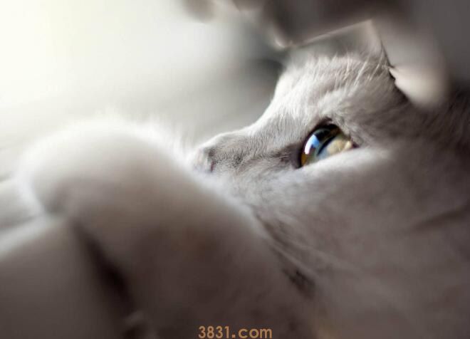 小猫咪拉稀是怎么回事(图1)