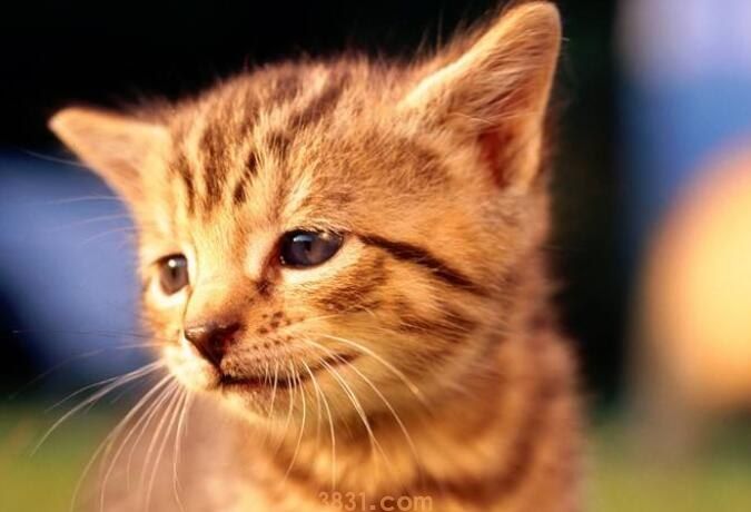 小猫不在猫砂里拉屎怎么办(图1)