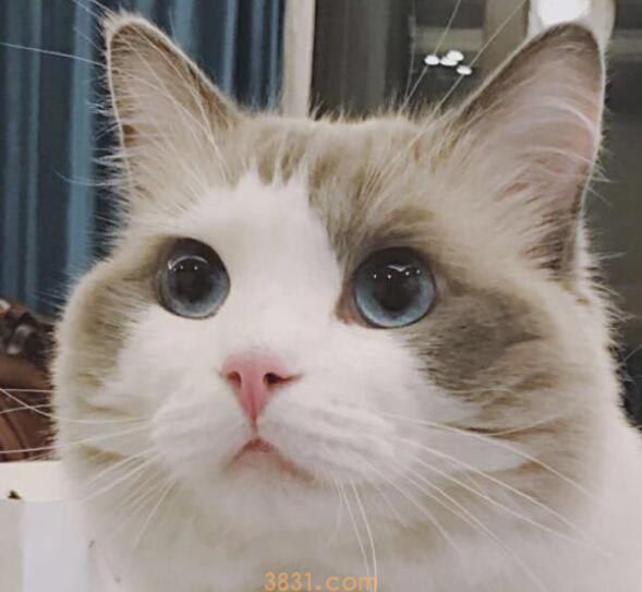小母猫多大来月经(图1)