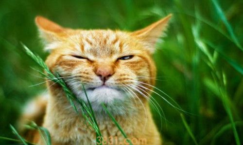 猫的白毛发黄了怎么洗(图1)