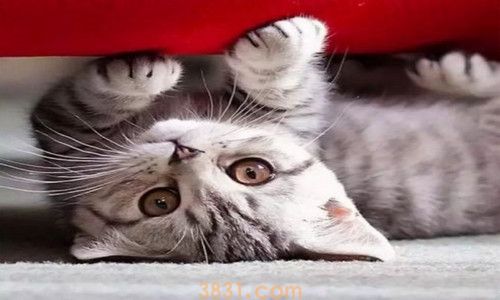 猫的白毛发黄了怎么洗(图2)