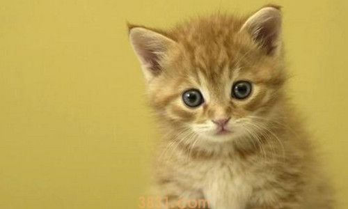 猫的白毛发黄了怎么洗(图3)