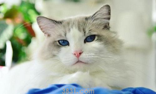 猫吃盐应该怎么补救(图1)