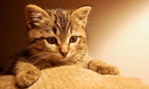 猫吃盐应该怎么补救(图3)