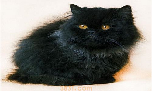 猫吃盐应该怎么补救(图2)