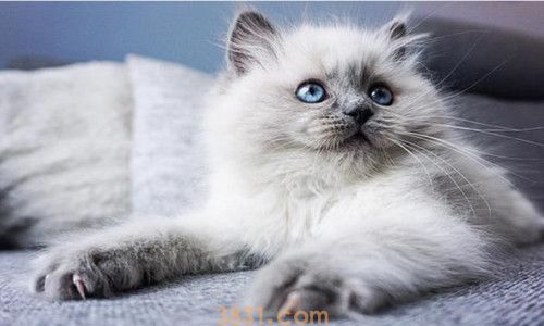猫吃完东西多久拉屎(图1)